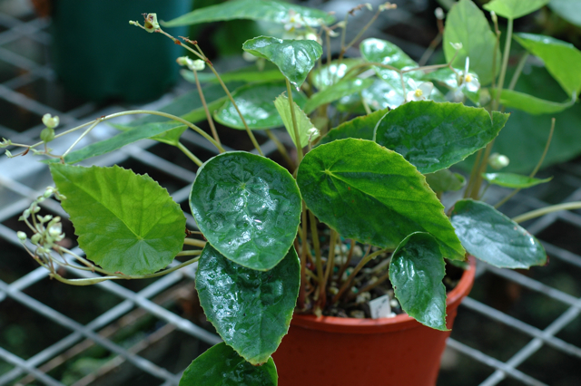 B. tayabensis